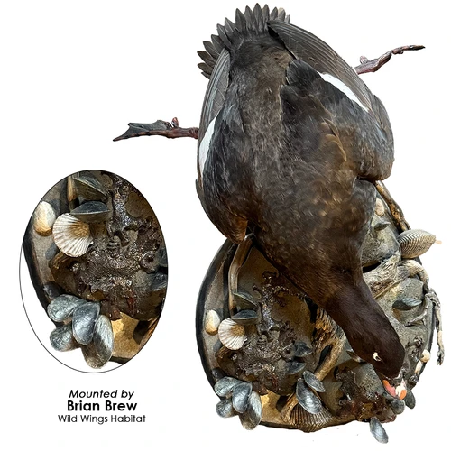 Artificial Barnacles & Mussels