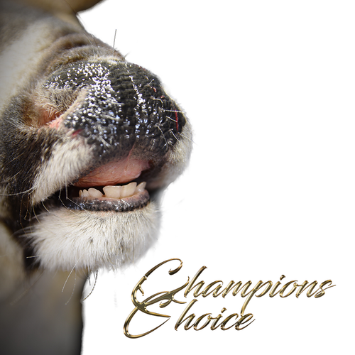 Replacement Mouthpiece - Flehmen by Champions Choice