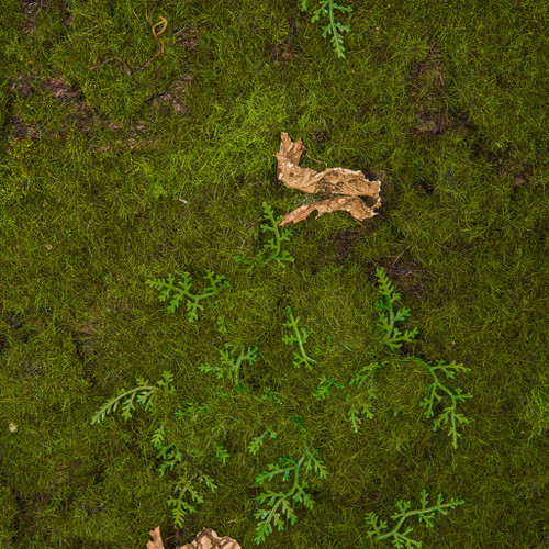 Moss Mat w/ Fern & Bark