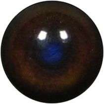 Eyes-Raccoon (Live-unbanded)