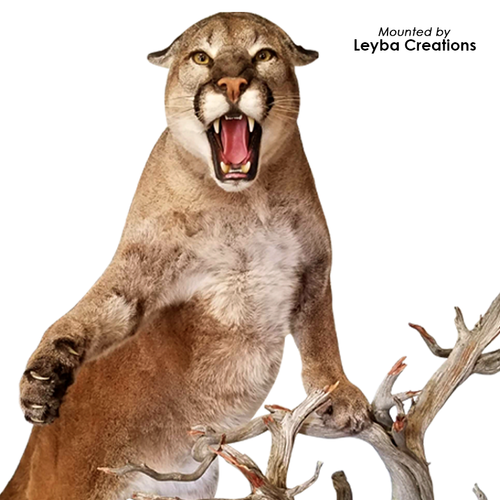 Eyes-Lion-Mountain/Cougar (Live-white banded)