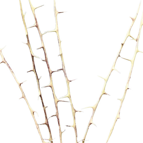 Thorn Set (Set of 6)
