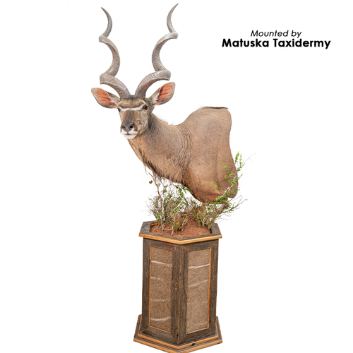 Thorn Set (Set of 6)