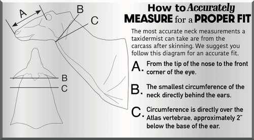Whitetail Deer | XPSW (Semi-Sneak Offset )