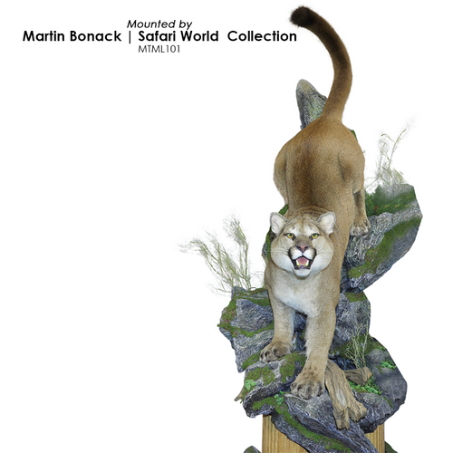 Lion | Mountain (Climbing Down)
