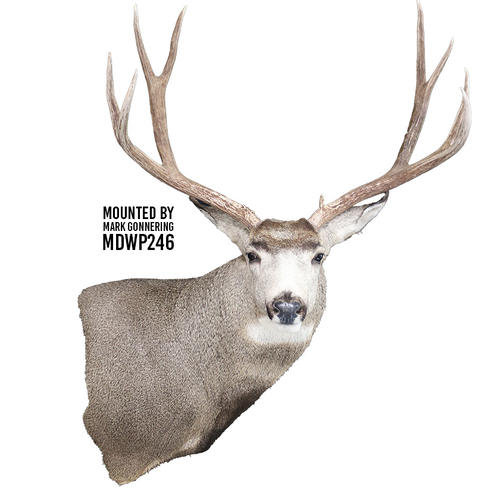 Mule Deer | SB (Wall Pedestal)