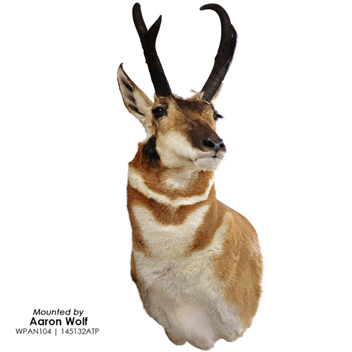 Eyes-Antelope (Live-white banded)