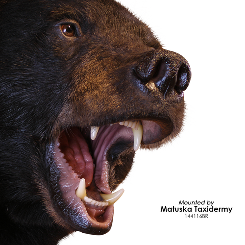 Eyes-Bear/Boar (Reflective-flat back)