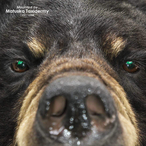 Eyes-Bear/Boar (Reflective-flat back)