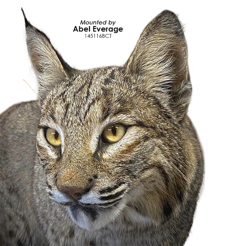 Eyes-Bobcat/Lynx (Live-white banded)
