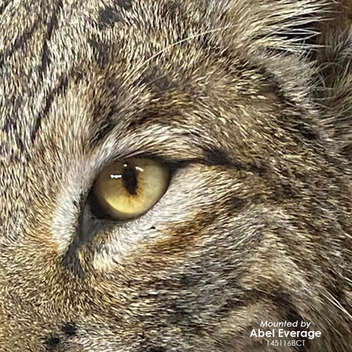 Eyes-Bobcat/Lynx (Live-white banded)