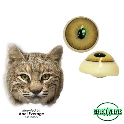 Eyes-Bobcat/Lynx (Reflective-anatomical)
