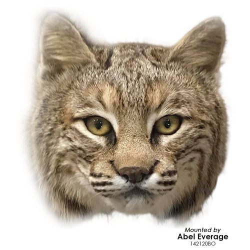 Eyes-Bobcat/Lynx (Reflective-flat back)