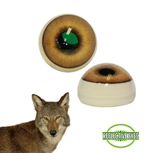 Eyes-Coyote (Reflective-flat back)