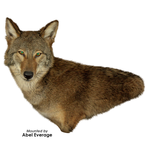 Eyes-Coyote (Reflective-flat back)