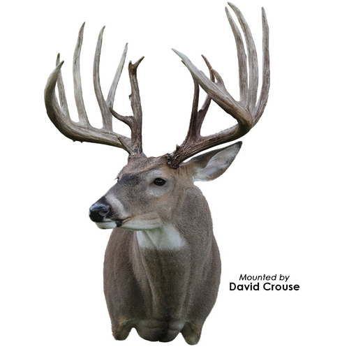 Eyes-Deer (Payer-unbanded dark brown)