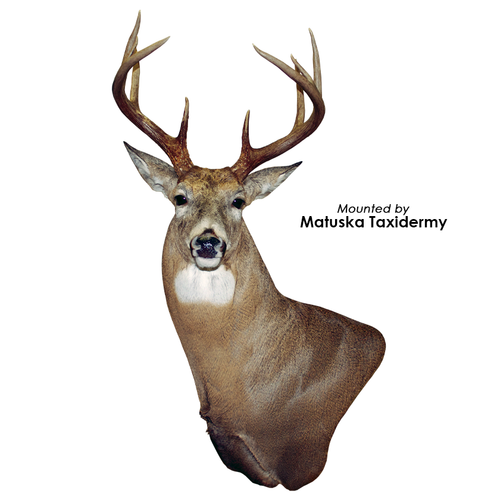 Eyes-Deer (Payer-unbaned-def. cornea-med. brown)
