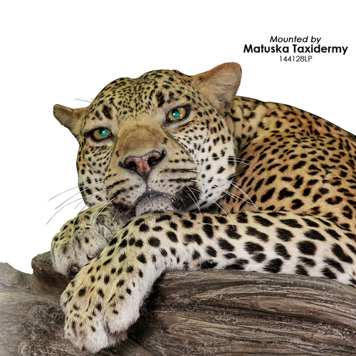 Eyes-Leopard (Reflective-flat back-26/28mm)