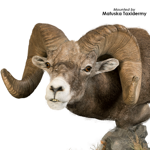 Eyes-Sheep (Payer-pre-rotated-def. corn. w/ blood vessels)