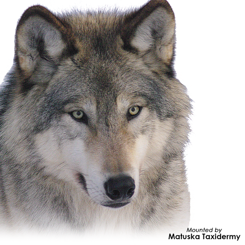 Eyes-Wolf (Payer-white banded)