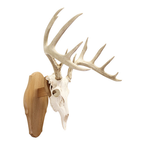 European Skull Display Kit