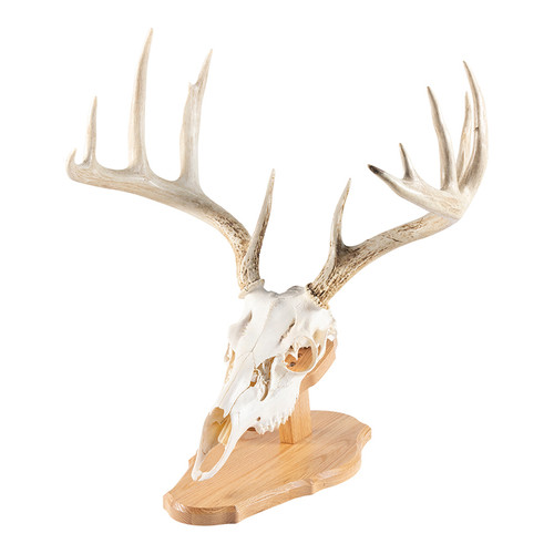 European Skull Display Kit