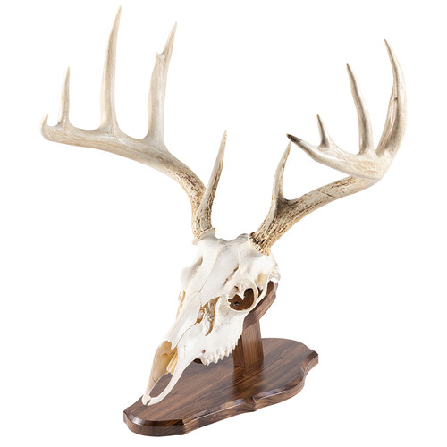 European Skull Display Kit
