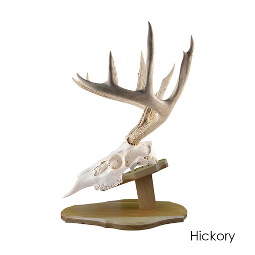 European Skull Display Kit