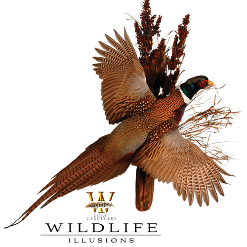 Bird Heads | With Eye & Eye Rings by Wildlife Illusions