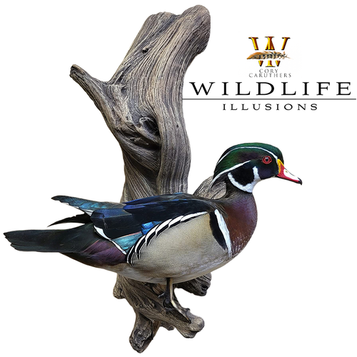 Bird Heads | With Eye & Eye Rings by Wildlife Illusions