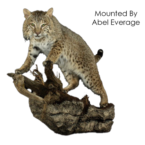 Replacement Noses | Bobcat