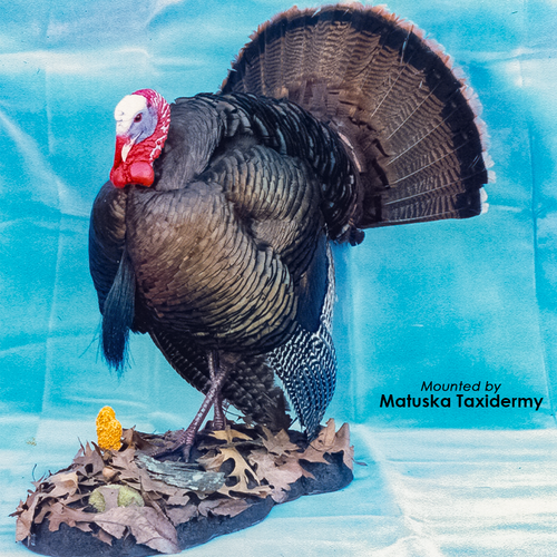 Habitat Turkey Bases