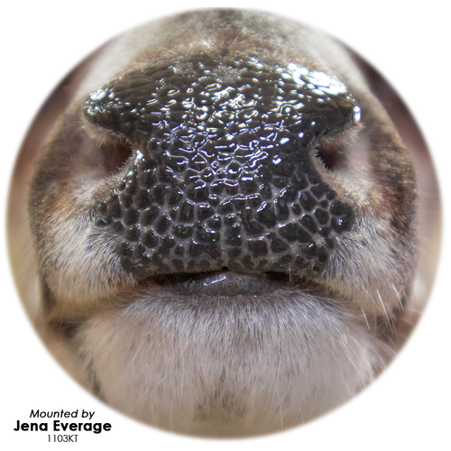 Whitetail Deer Nose Finishing Kit by Jena Everage