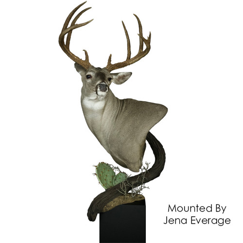 Whitetail Deer | STX (Wall Pedestal)