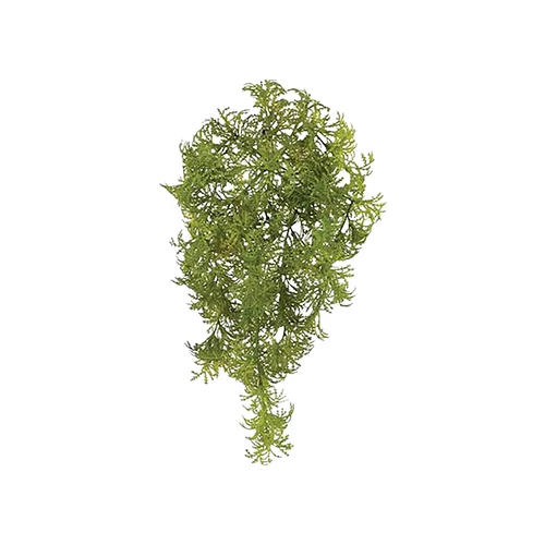 Moss Bush | Small (14")
