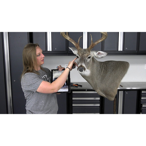 DVD-Mounting A South Texas Whitetail for Competition w/ Jena Everage (by Taxidermy University)