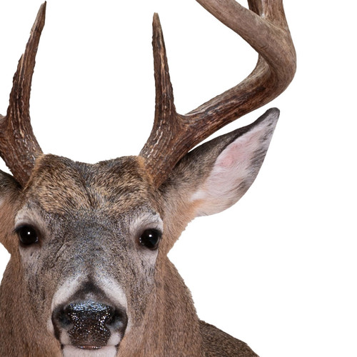 Natural Ear Tint Additive