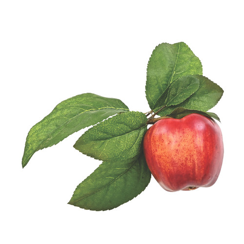 Red Apples (5 pc)
