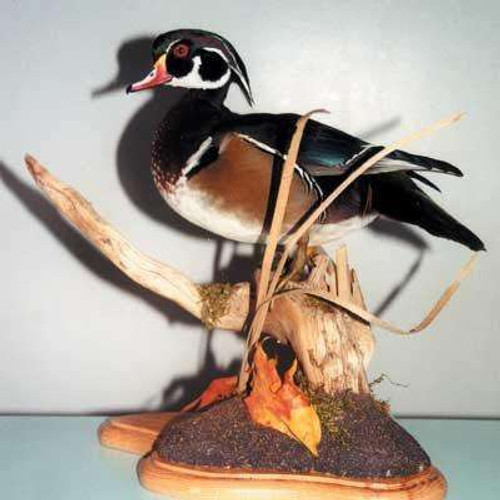 DVD-Mounting a Standing Wood Duck (by Frank Newmyer)