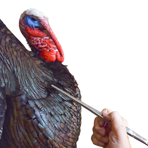 Tweezer (Preening)