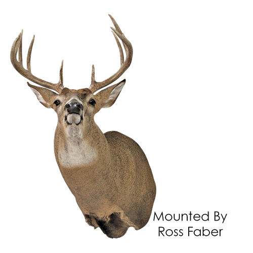 Whitetail Deer | GZ (Semi-Sneak)