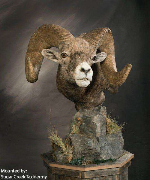 Sheep-Rocky Mountain Bighorn