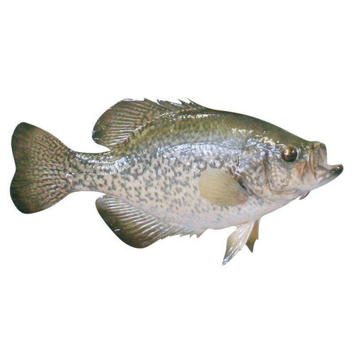 Reproduction Fish | Crappie (Head Out-Tail Out)