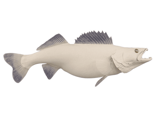 Walleye Fish Reproduction (S-Curve) - Matuska Taxidermy Supply Company