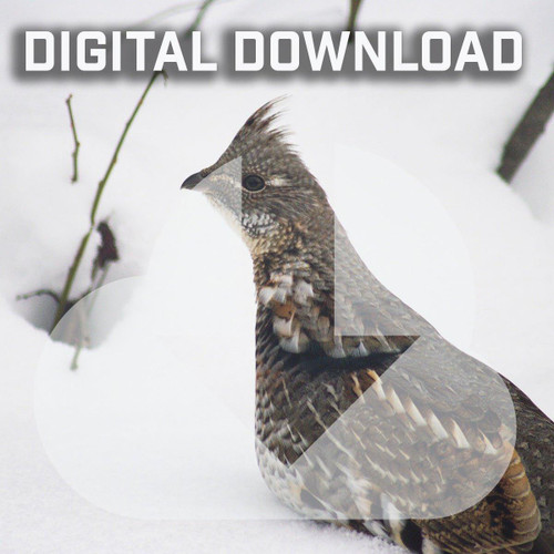 Reference Photos-Bird (by Phil Wilson)