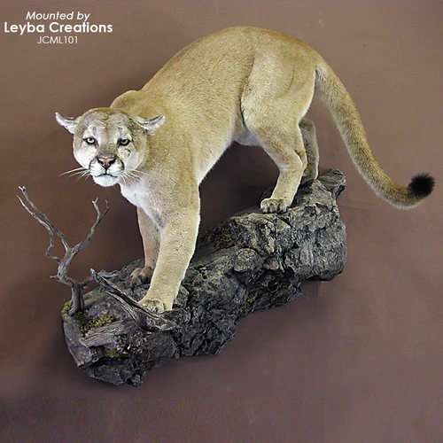Lion | Mountain/Cougar (Slight Left Climbing Down Lifesize)