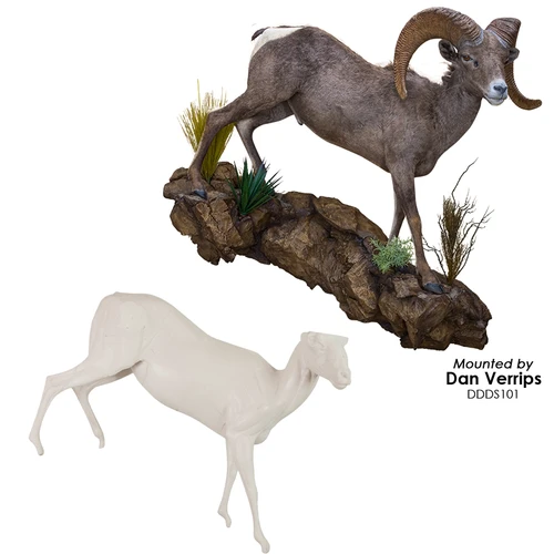Sheep | Desert Bighorn (Right Turn Walking Downhill Lifesize)
