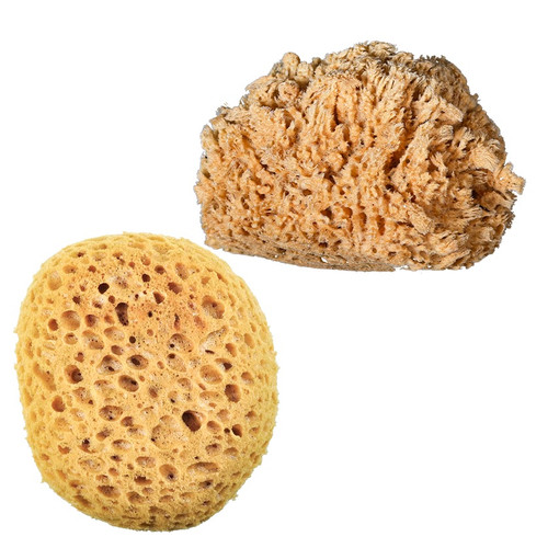 Sponges-Natural Sea