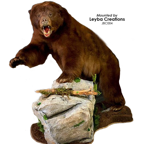 Bear | Black Detailed Mouth Cups by MOHR