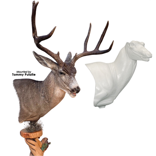 Mule Deer (Semi-Upright Pedestal)
